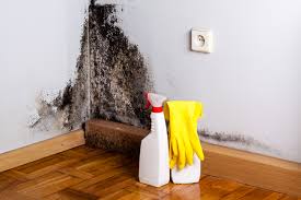 Trusted Demarest, NJ Mold Removal & Remediation Experts